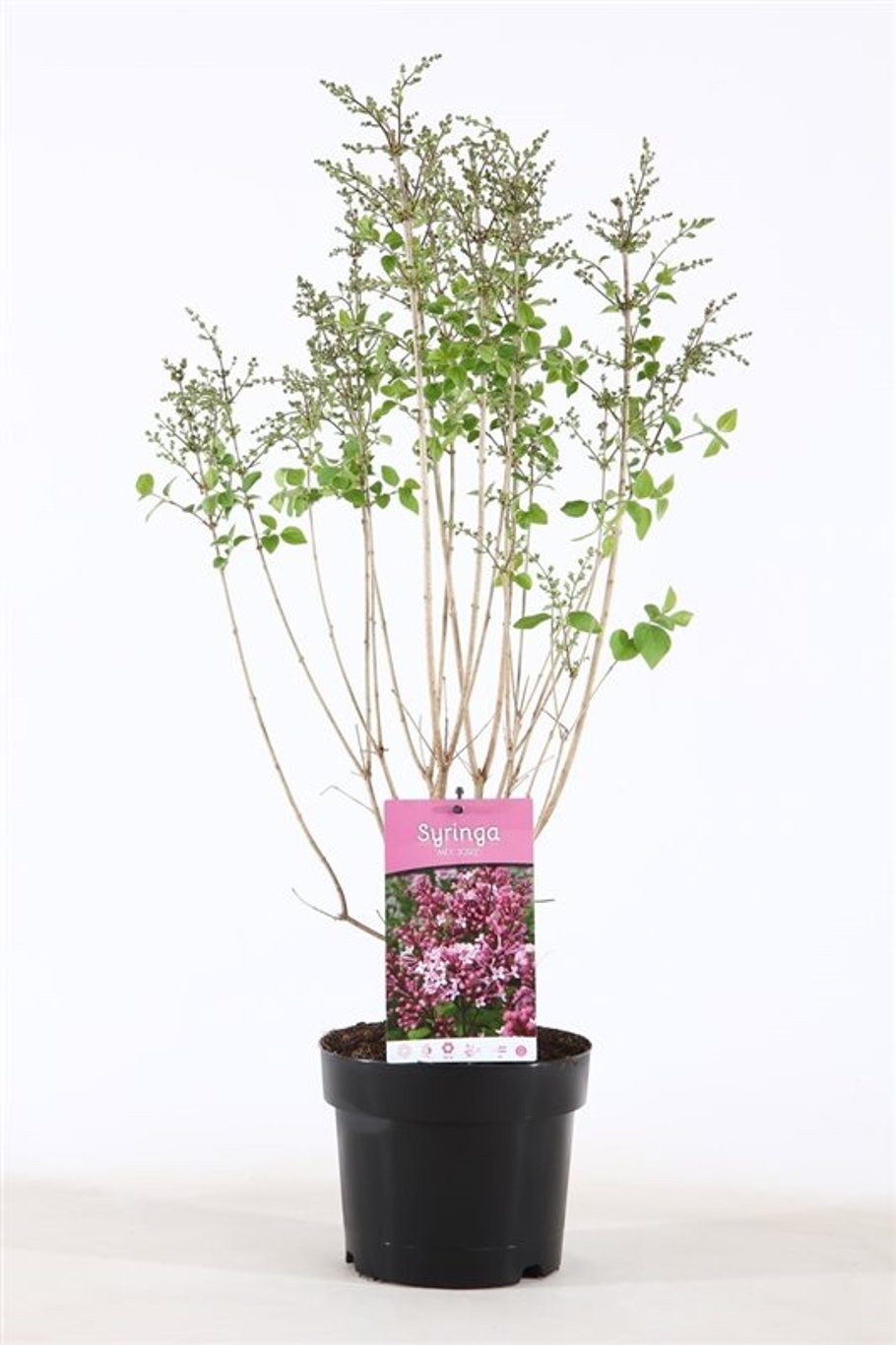 Syringa 'Josée' - C3